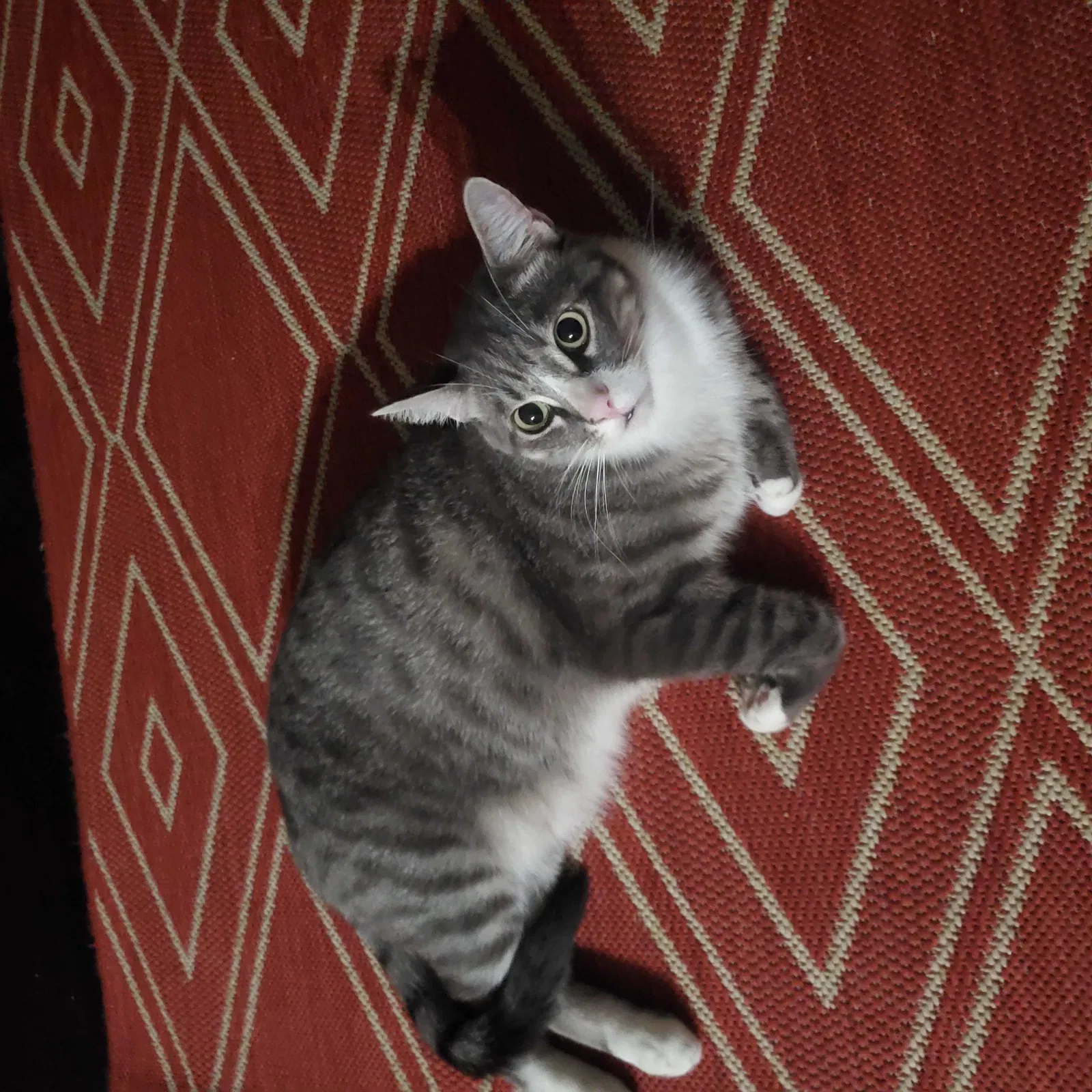 Lost cat in Carmichael, CA, 95608