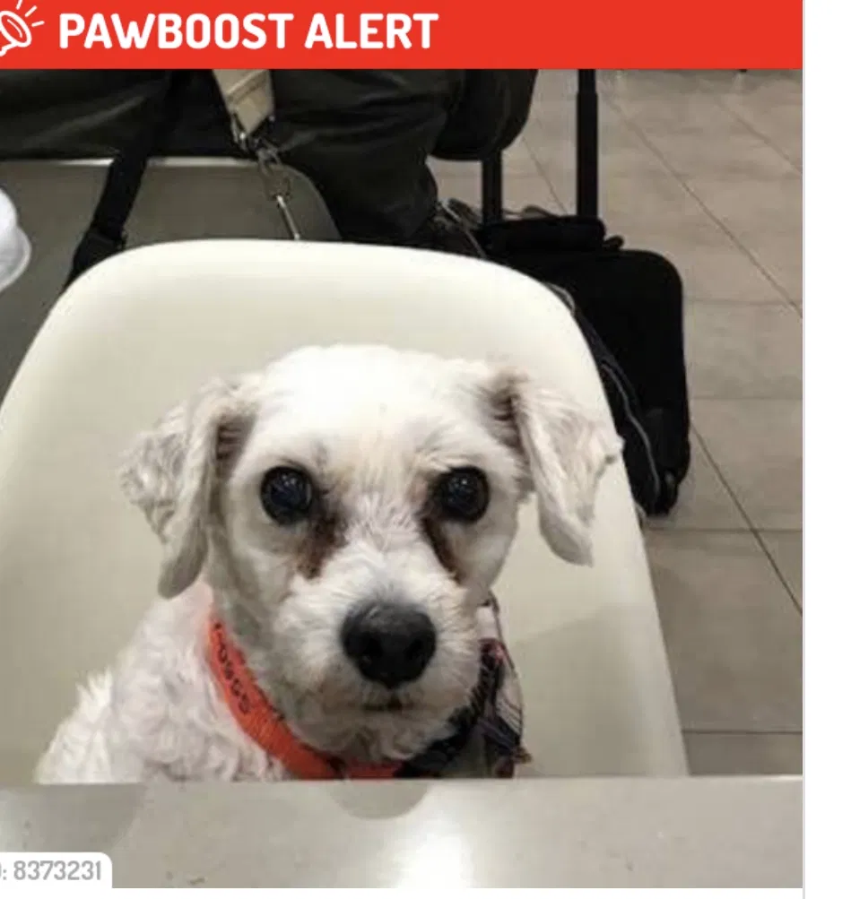 Lost dog in Palm Beach Gardens, FL, 33418