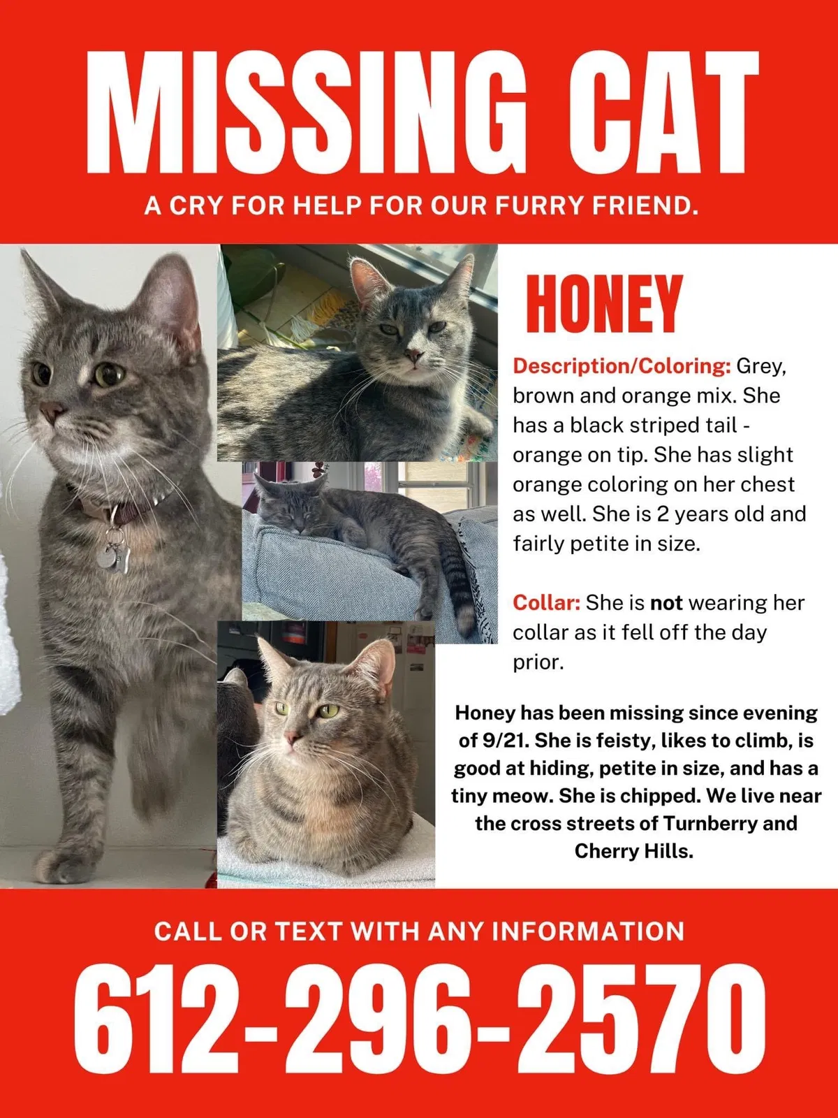 Lost cat in Lawrence, KS, 66047