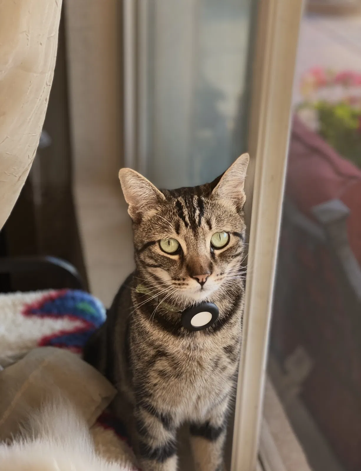 Lost cat in Fairfield, CA, 94534