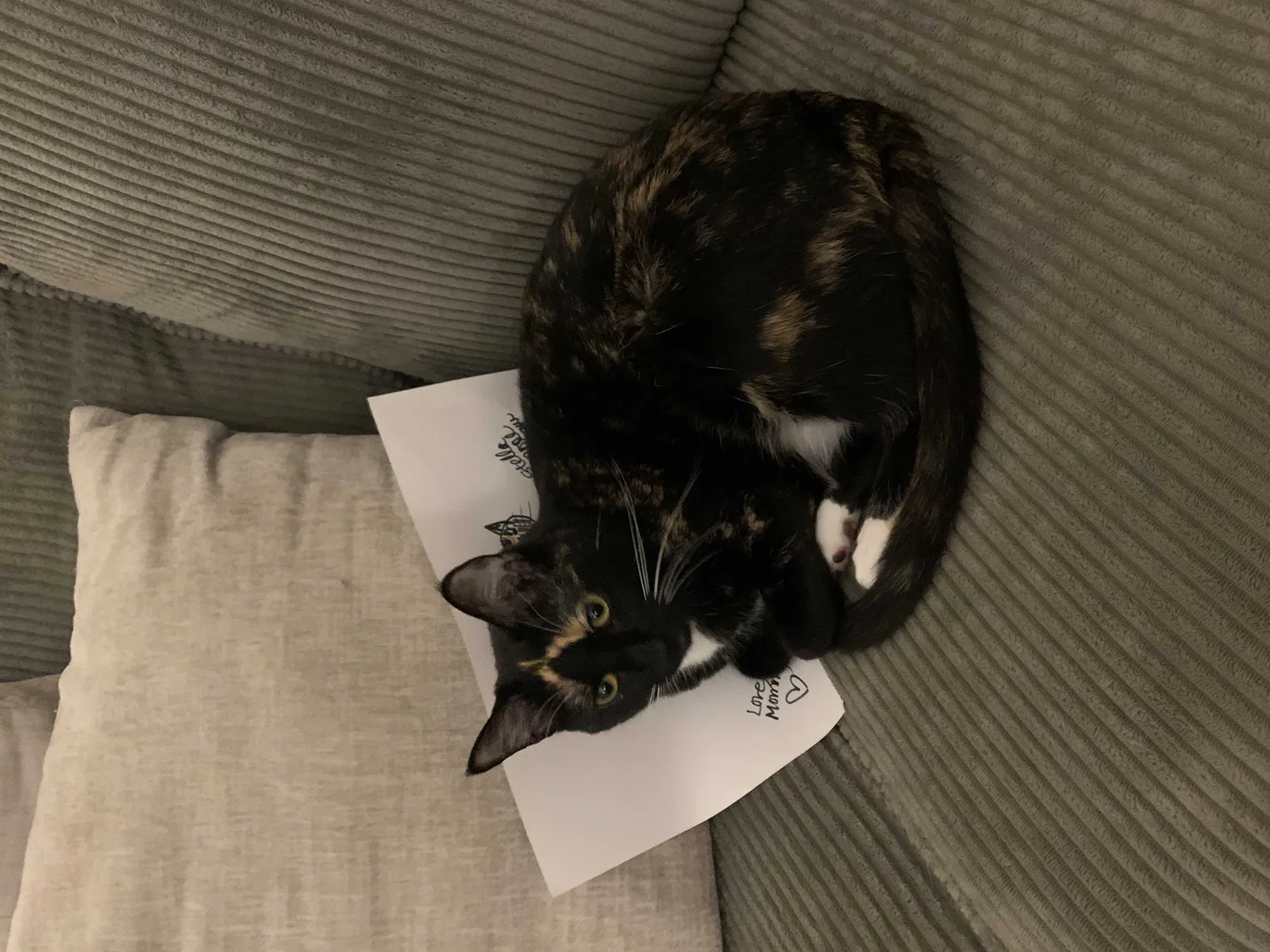 Lost cat in Fort Mill, SC, 29707