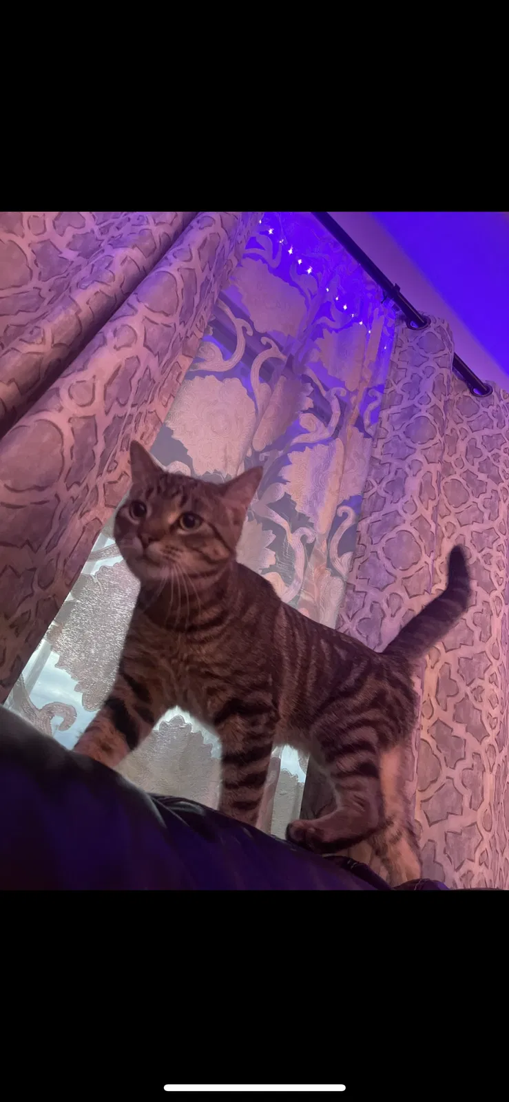 Lost cat in Dearborn, MI, 48126