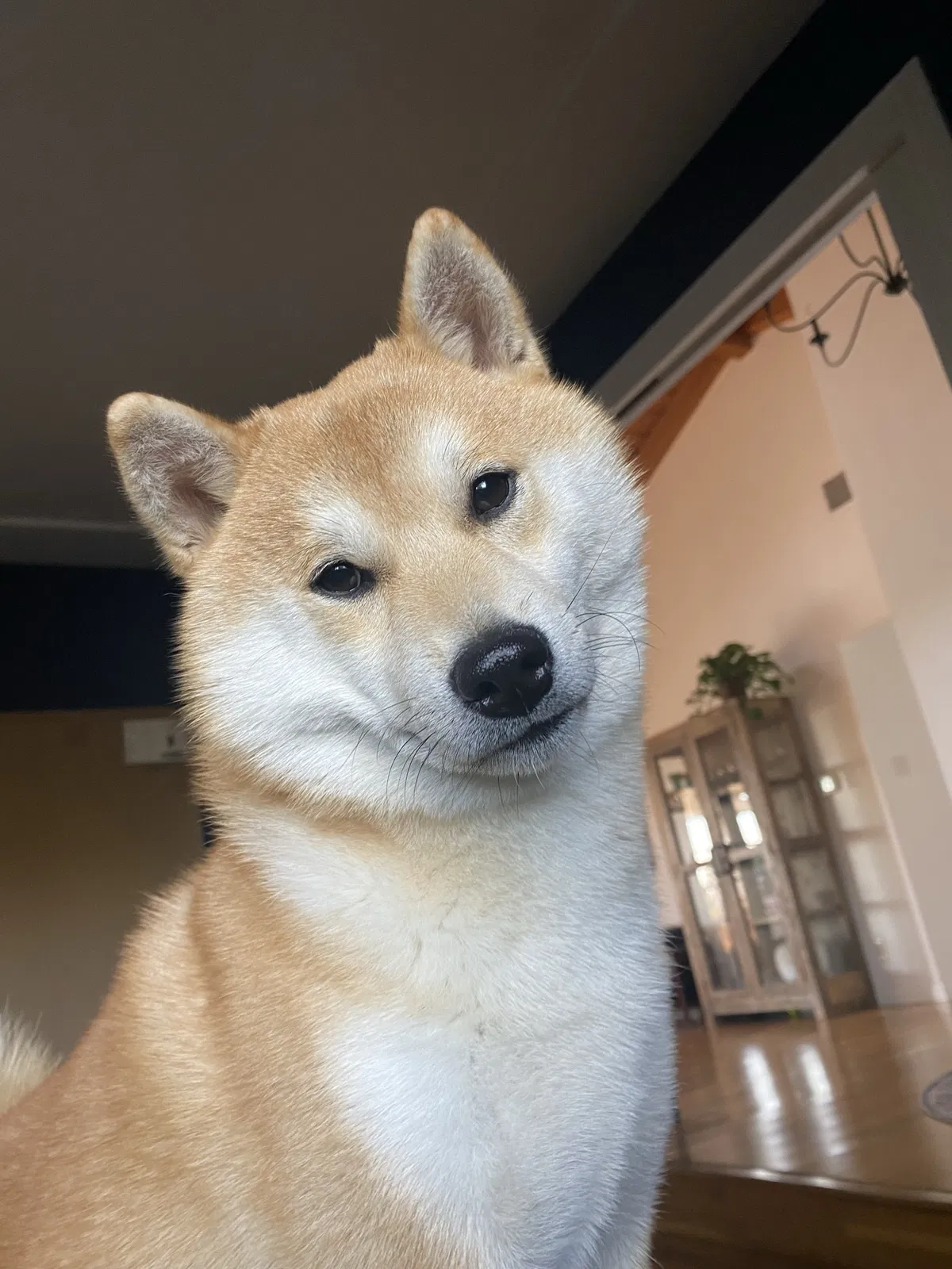 Lost dog in Escondido, CA, 92025