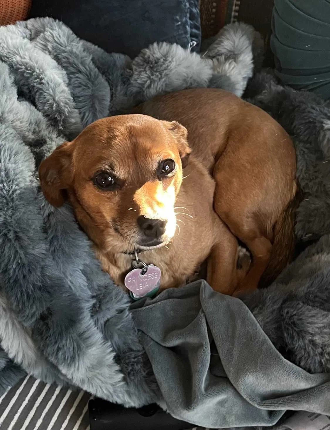 Lost dog in San Marcos, CA, 92078