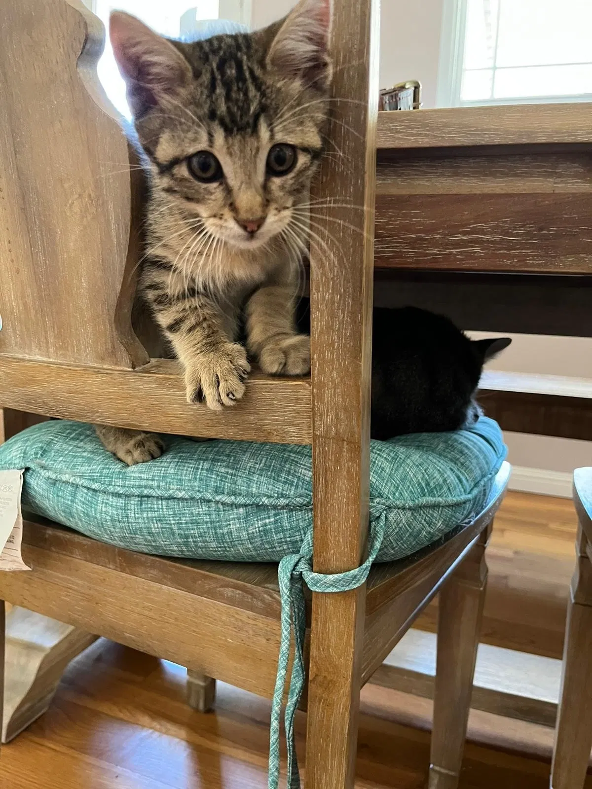 Lost cat in Santa Clara, CA, 95051