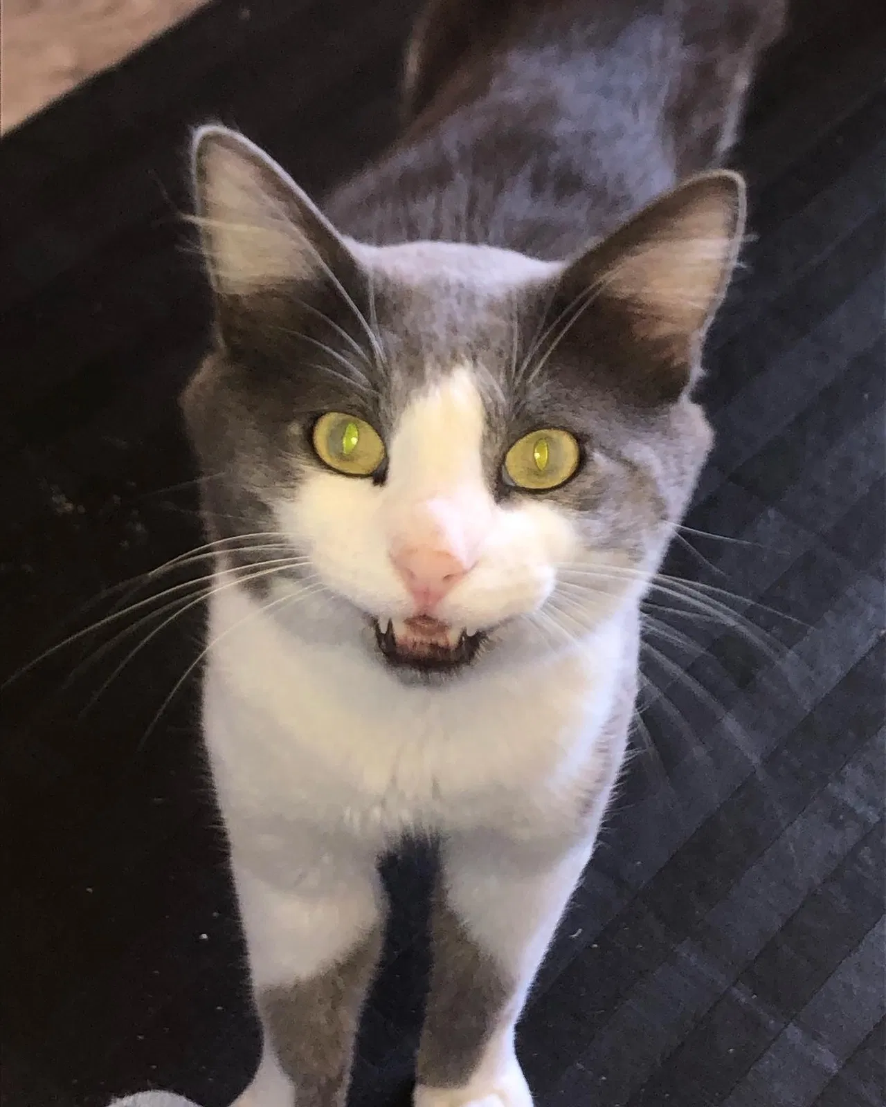 Lost cat in Fremont, CA, 94555