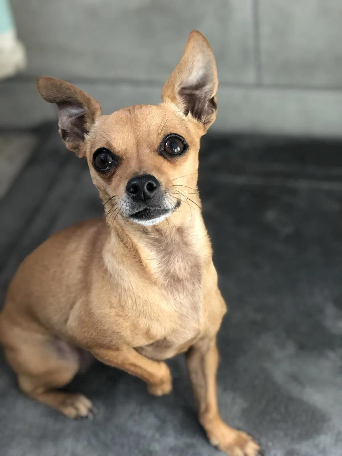 Lost dog in Fresno, CA, 93702