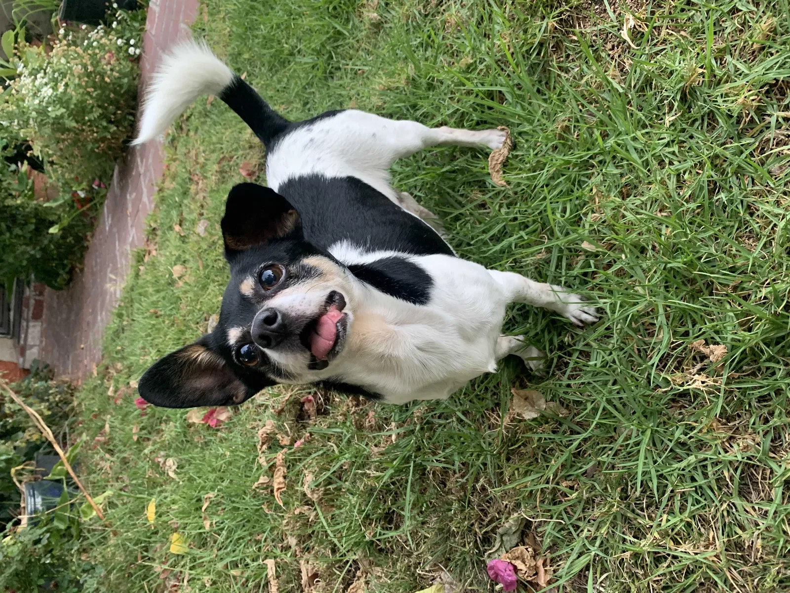 Lost dog in Menlo Park, CA, 94025
