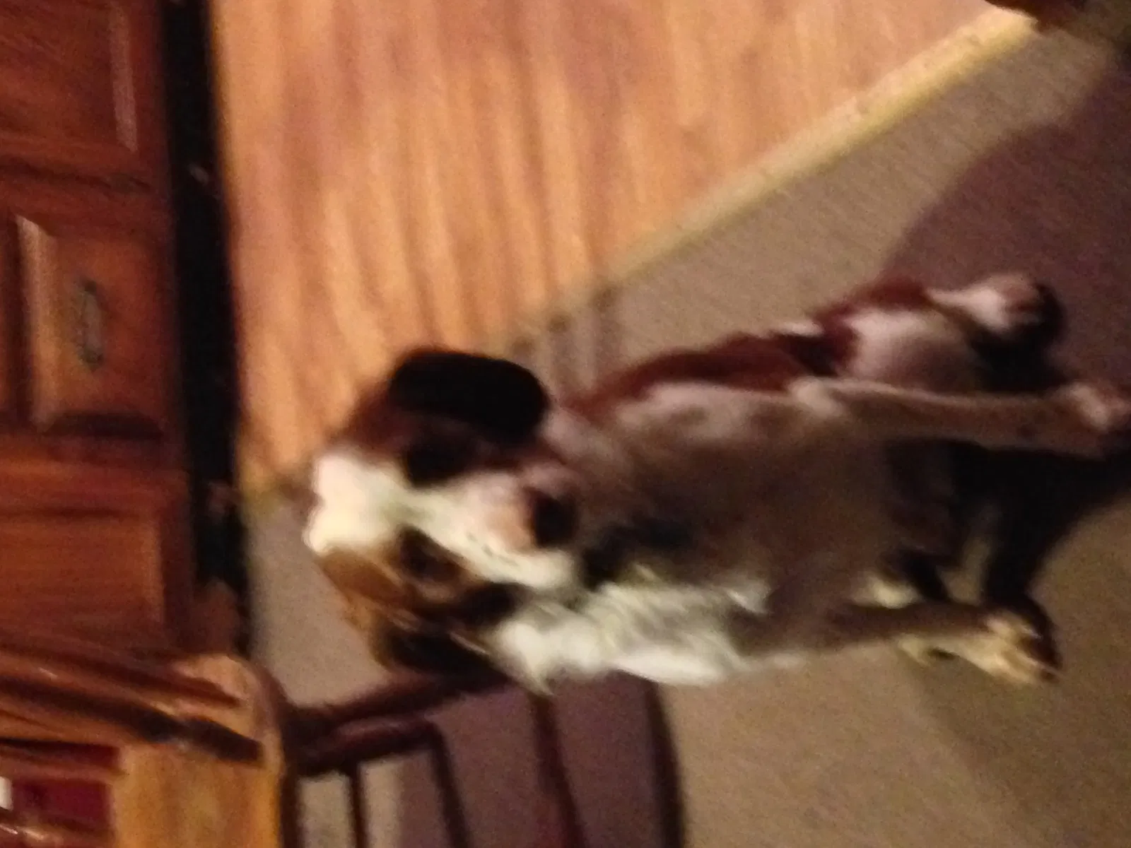 Lost dog in Arcade, NY, 14009
