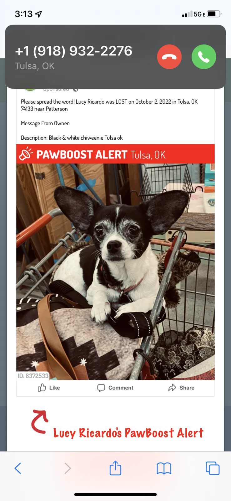 Lost dog in Tulsa, OK, 74133