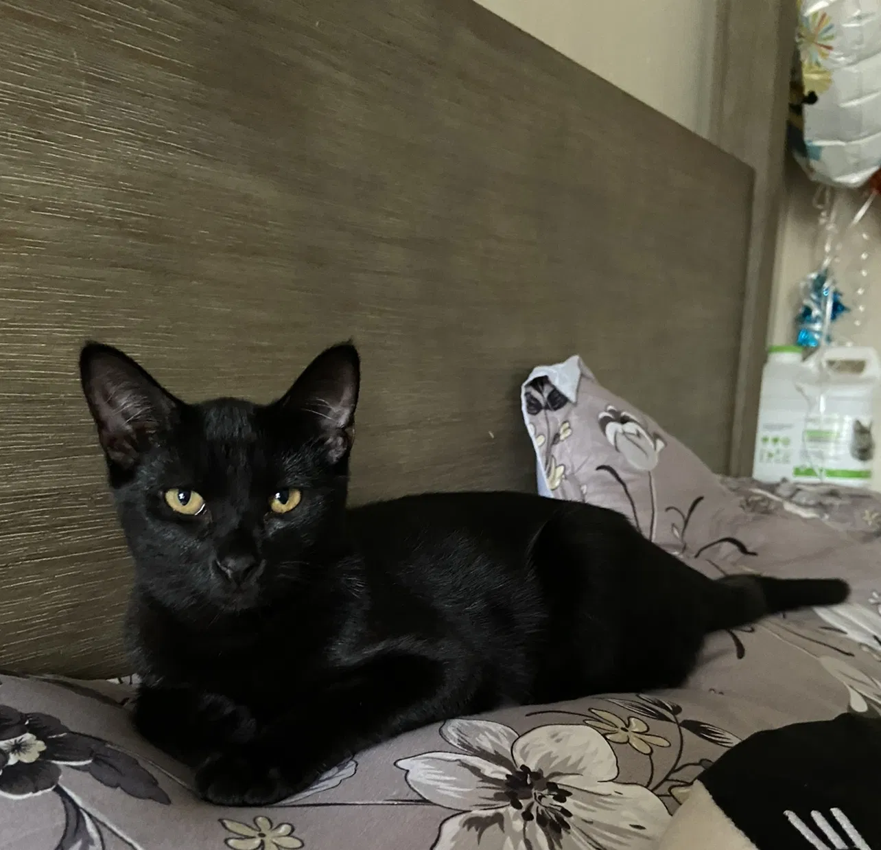 Lost cat in Oceanside, CA, 92054