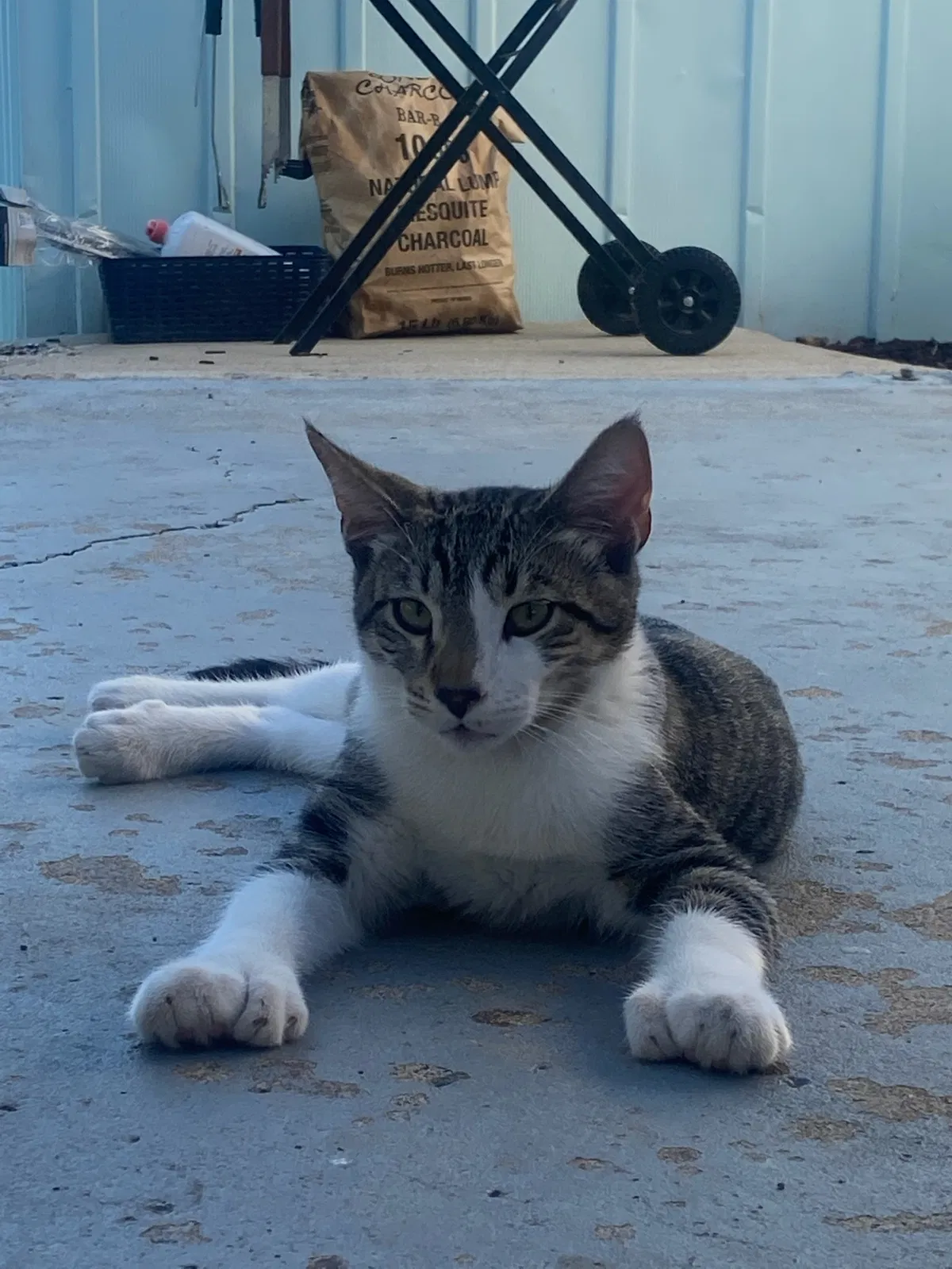 Lost cat in La Mesa, CA, 91941