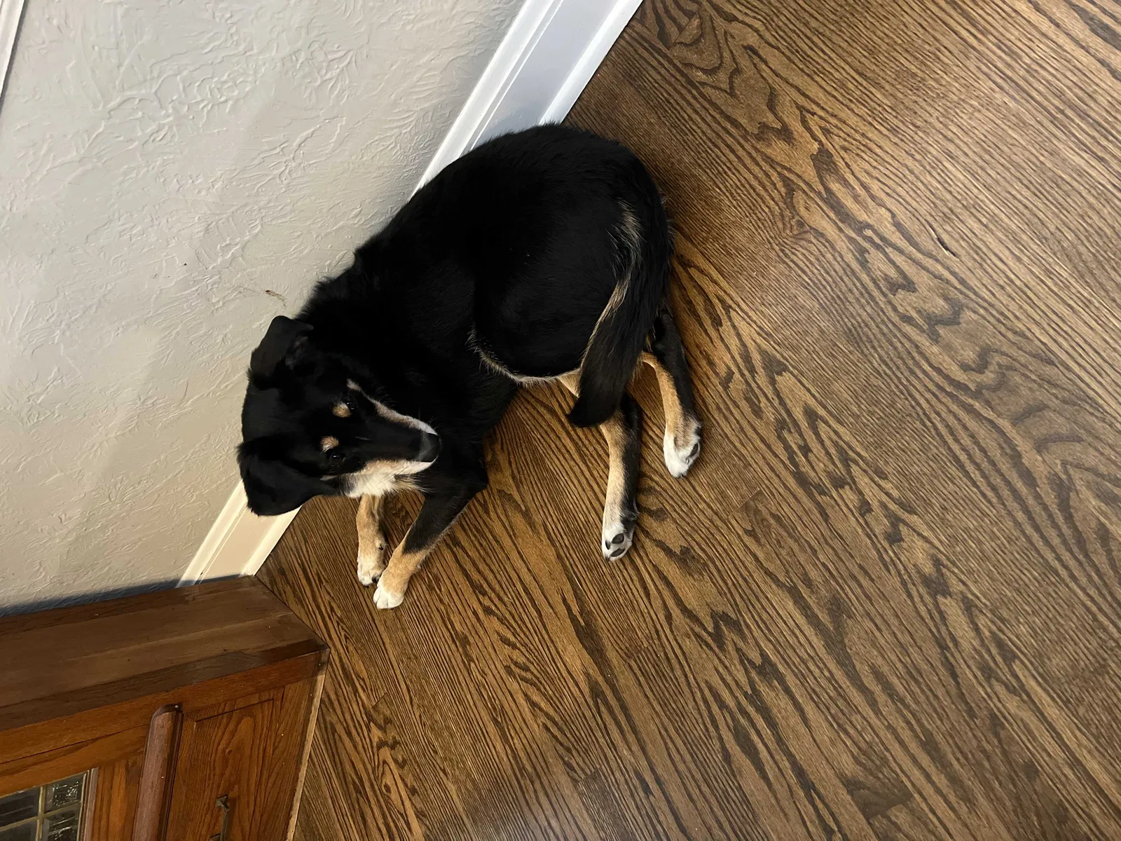 Lost dog in Milwaukee, WI, 53214