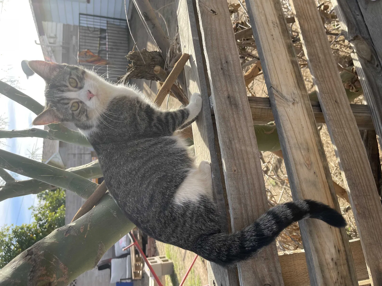 Lost cat in Phoenix, AZ, 85017
