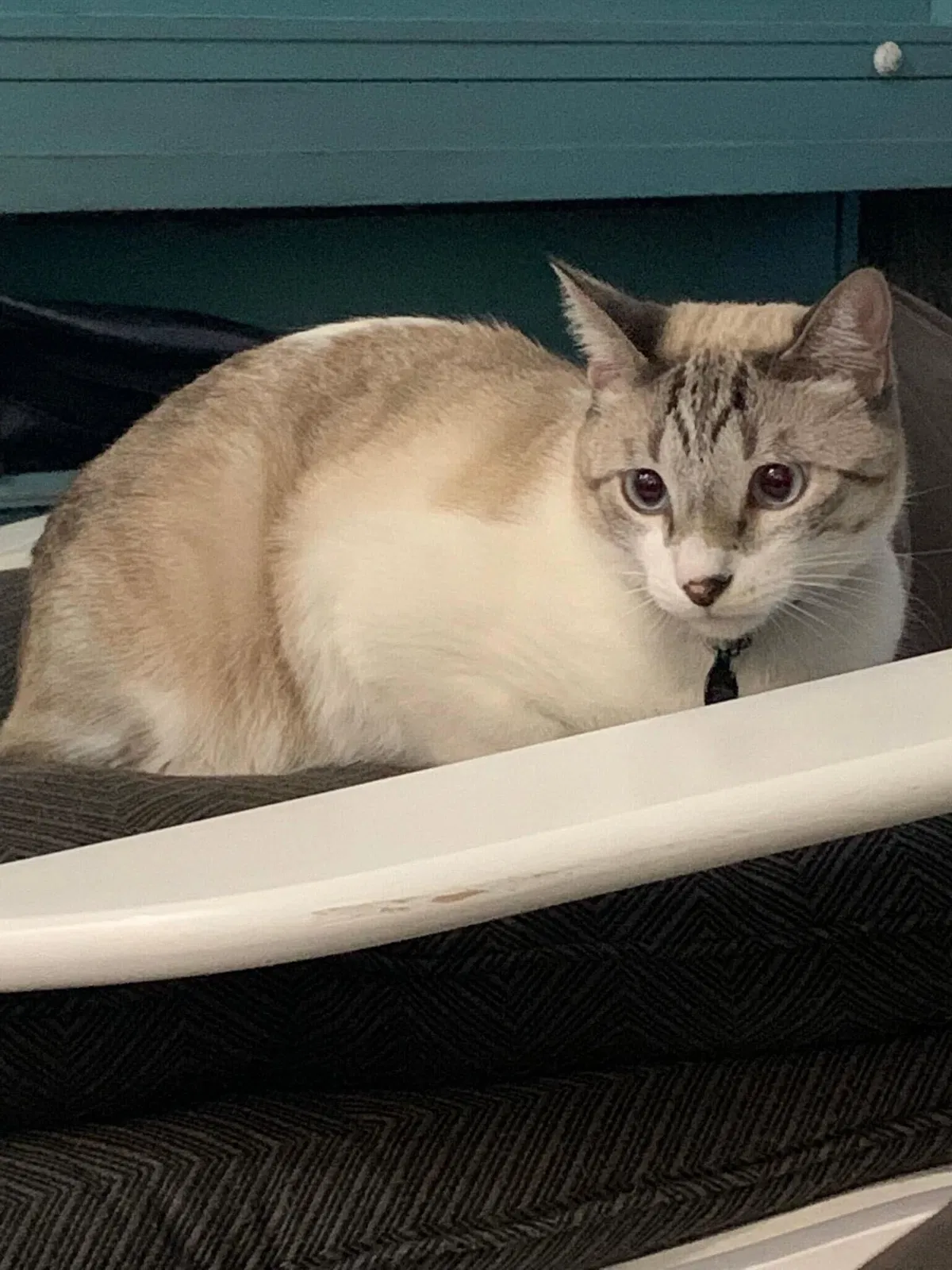 Lost cat in Gilbert, AZ, 85296