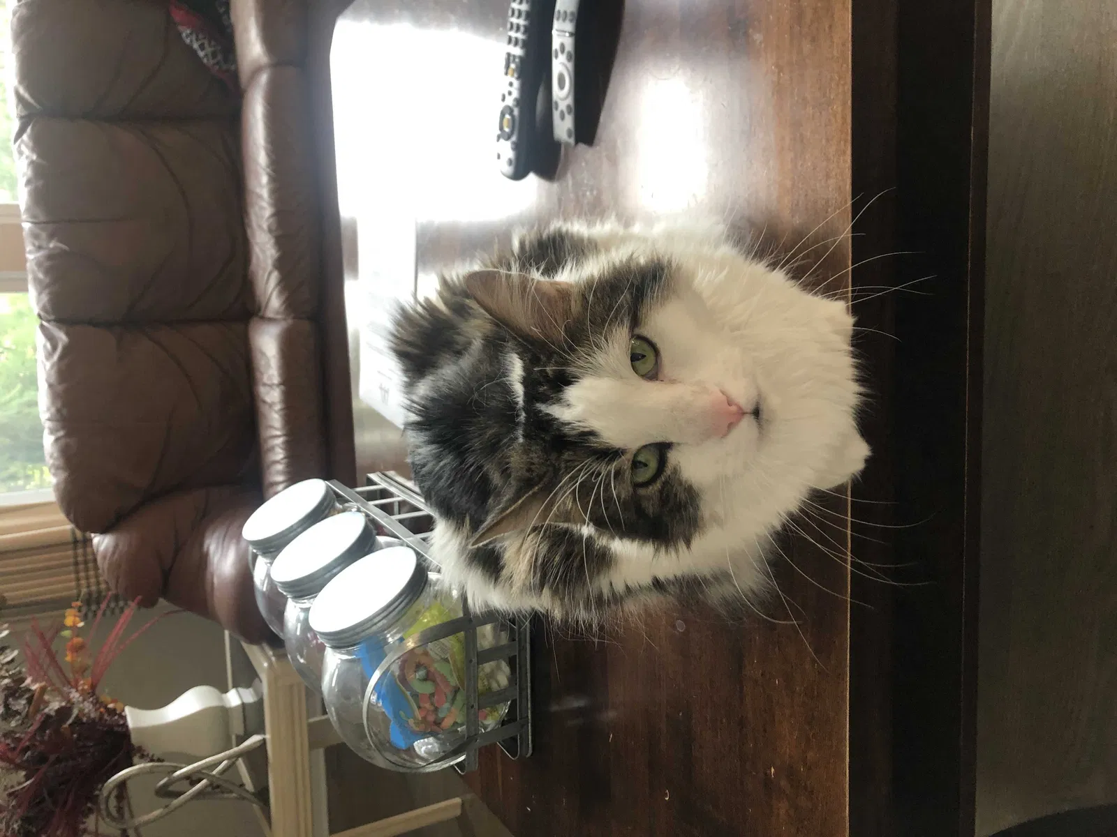 Lost cat in Breinigsville, PA, 18031