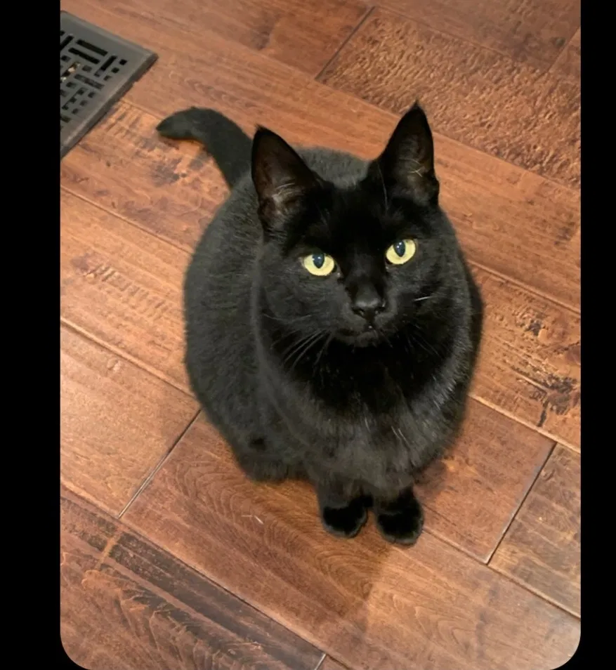 Lost cat in Sammamish, WA, 98075