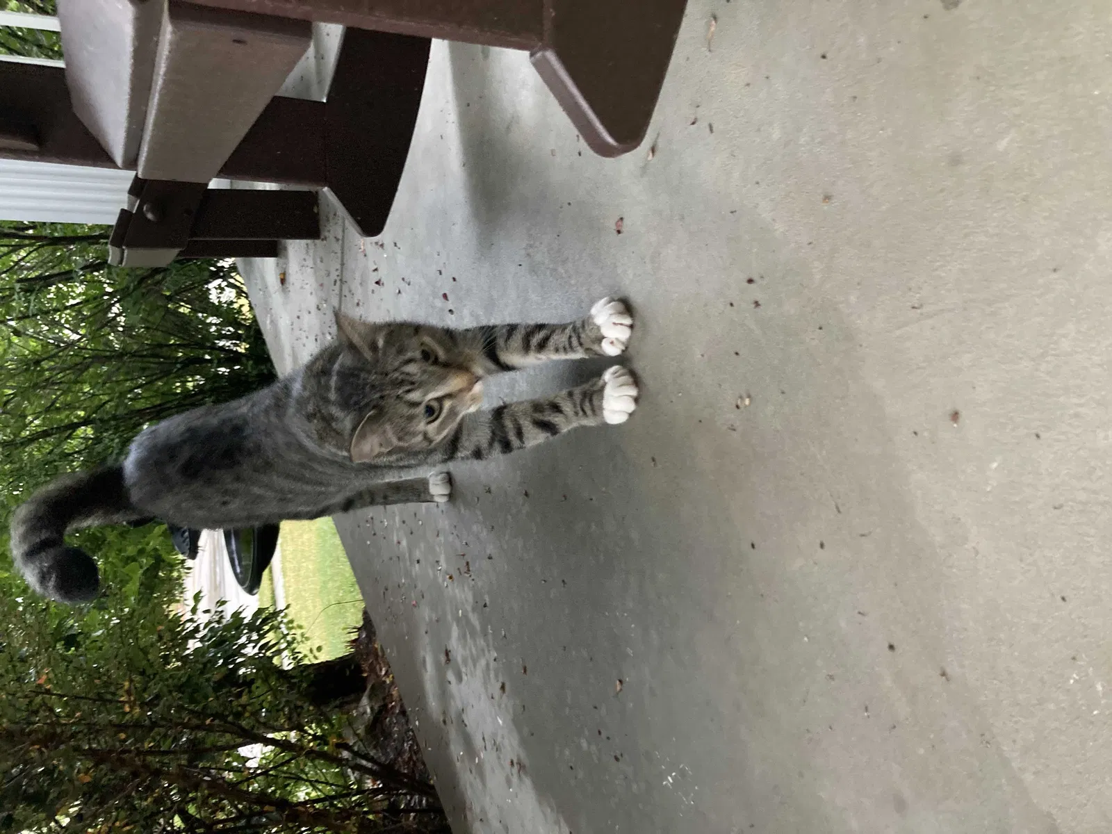Lost cat in O Fallon, MO, 63368