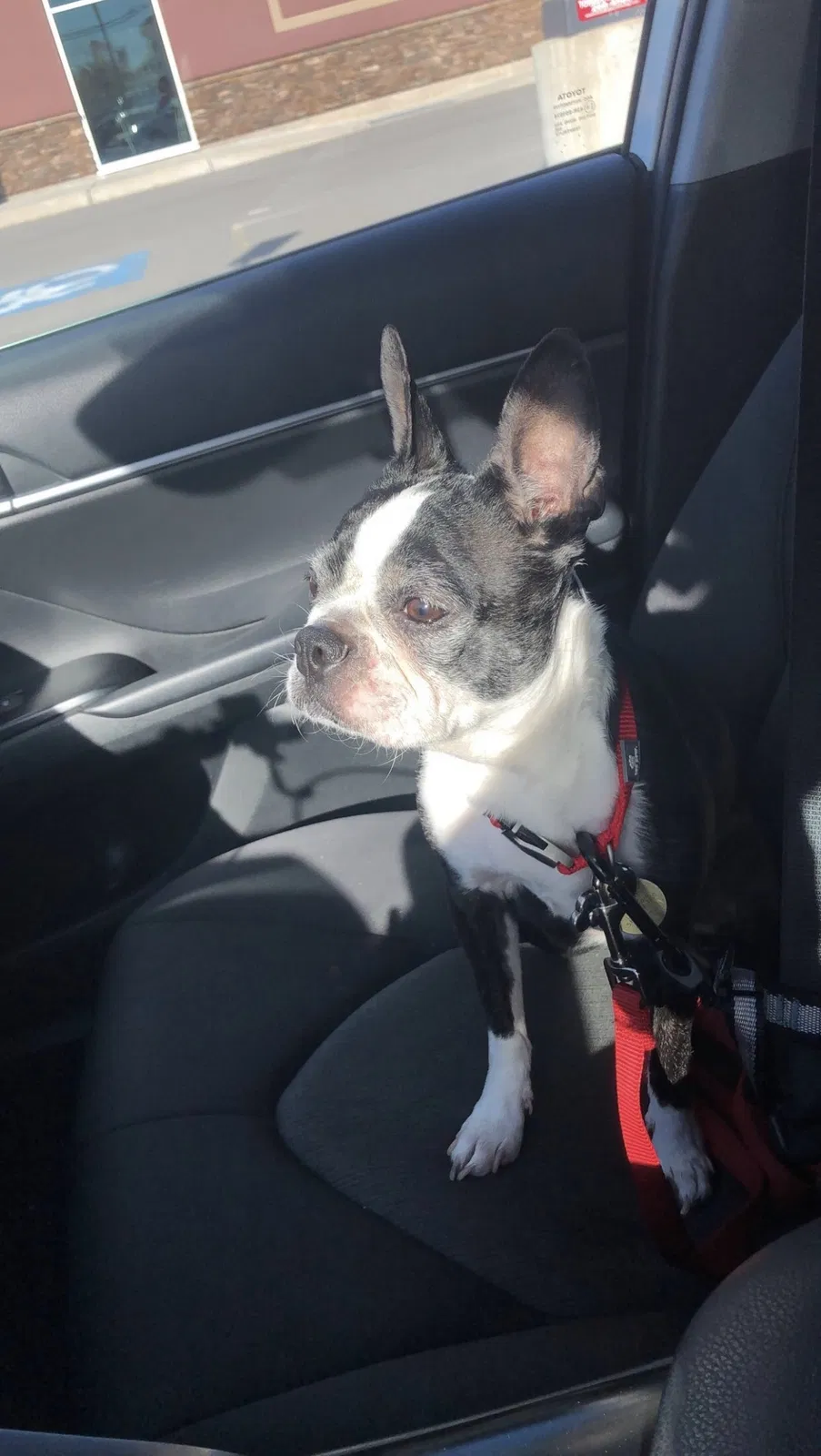 Lost dog in Rochester, NY, 14609