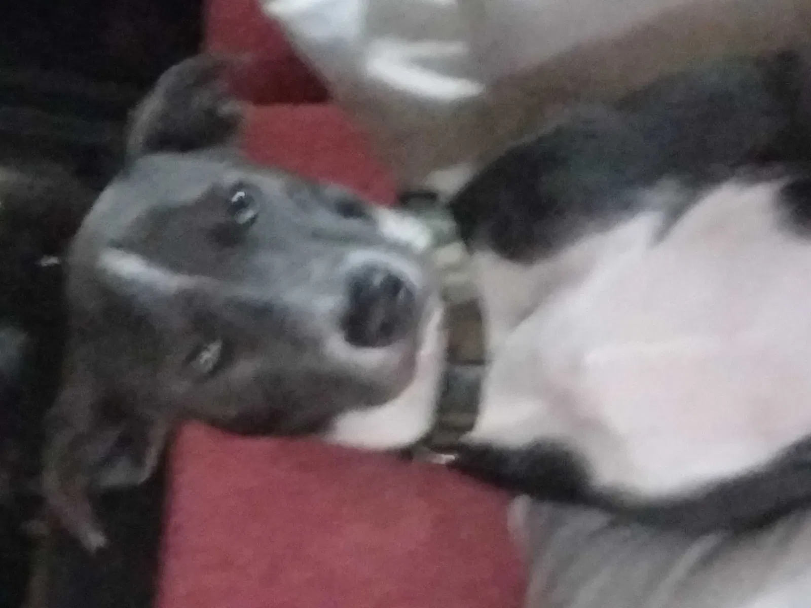 Lost dog in Birmingham, AL, 35215