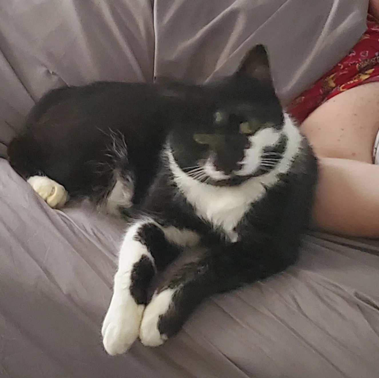 Lost cat in Mechanicsville, VA, 23111