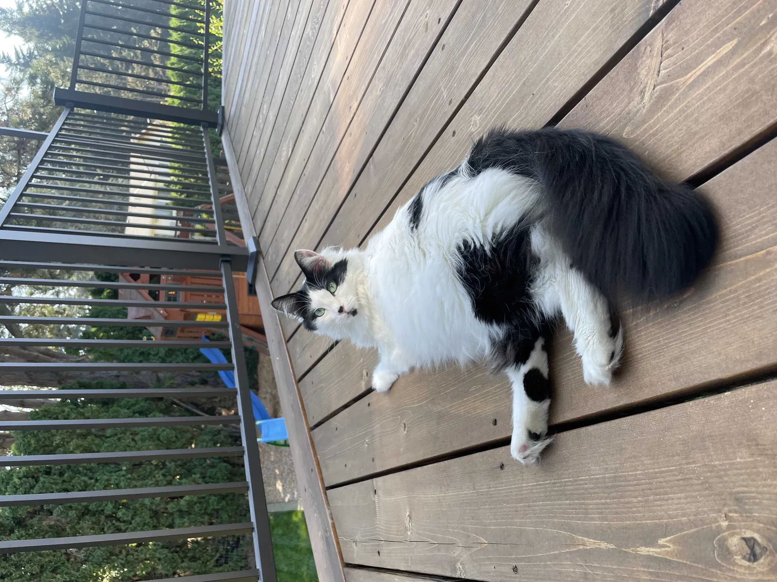 Lost cat in Happy Valley, OR, 97086