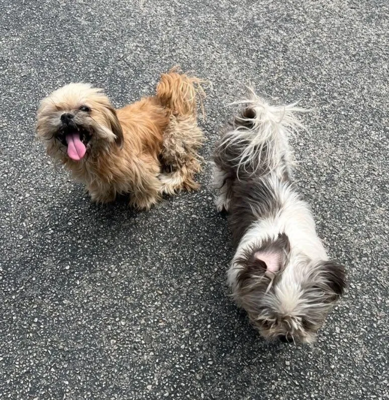Lost dog in San Antonio, TX, 78251