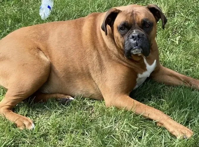 Lost dog in Spokane, WA, 99206