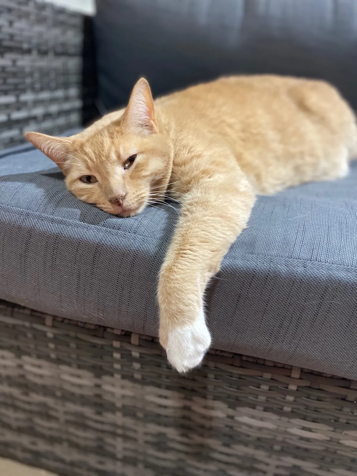 Lost cat in Boise, ID, 83705
