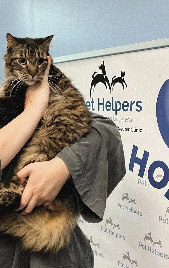 Lost cat in Mount Pleasant, SC, 29464