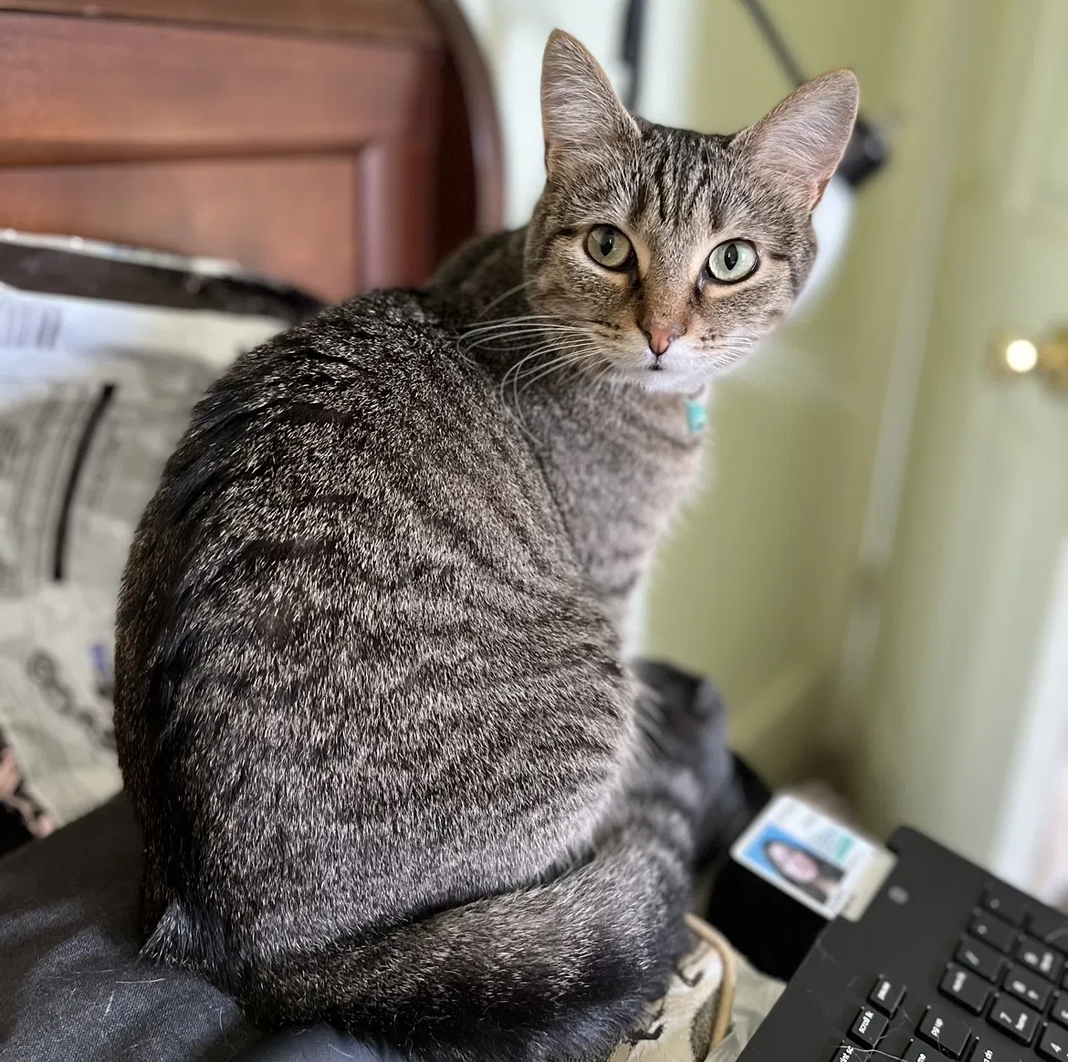 Lost cat in Tulsa, OK, 74145