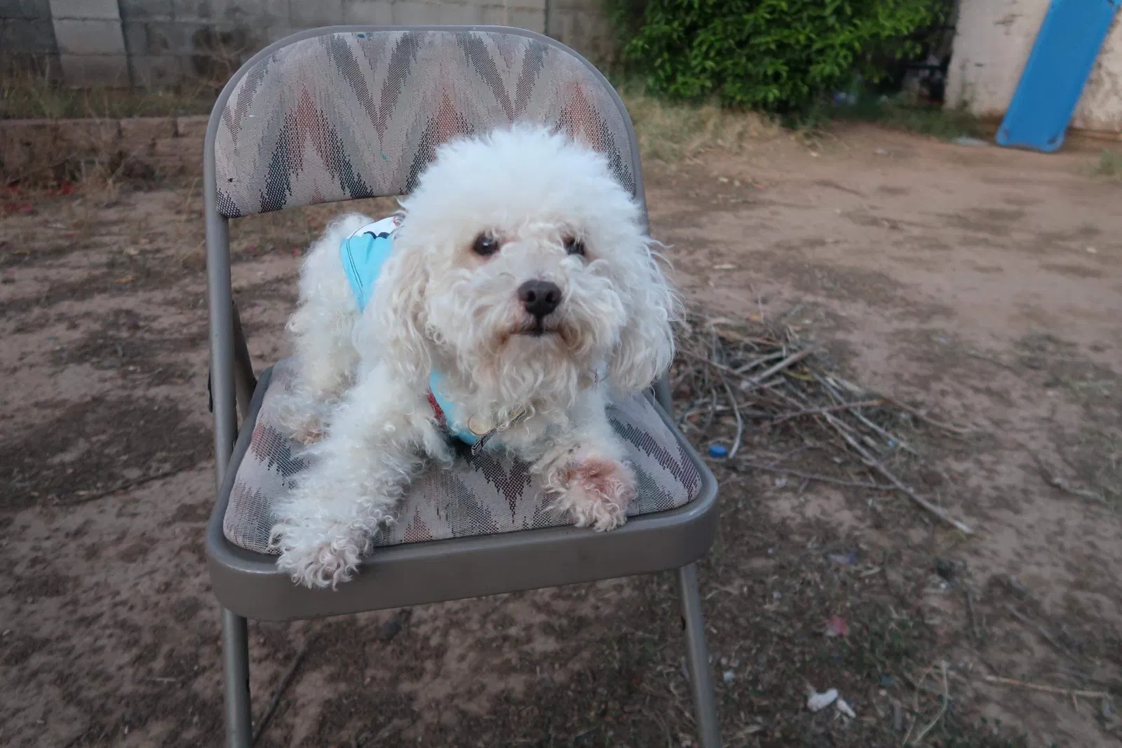 Lost dog in Phoenix, AZ, 85009