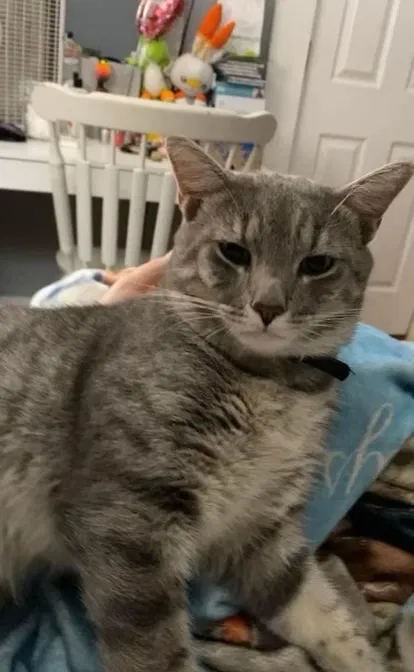 Lost cat in Cherryville, NC, 28021