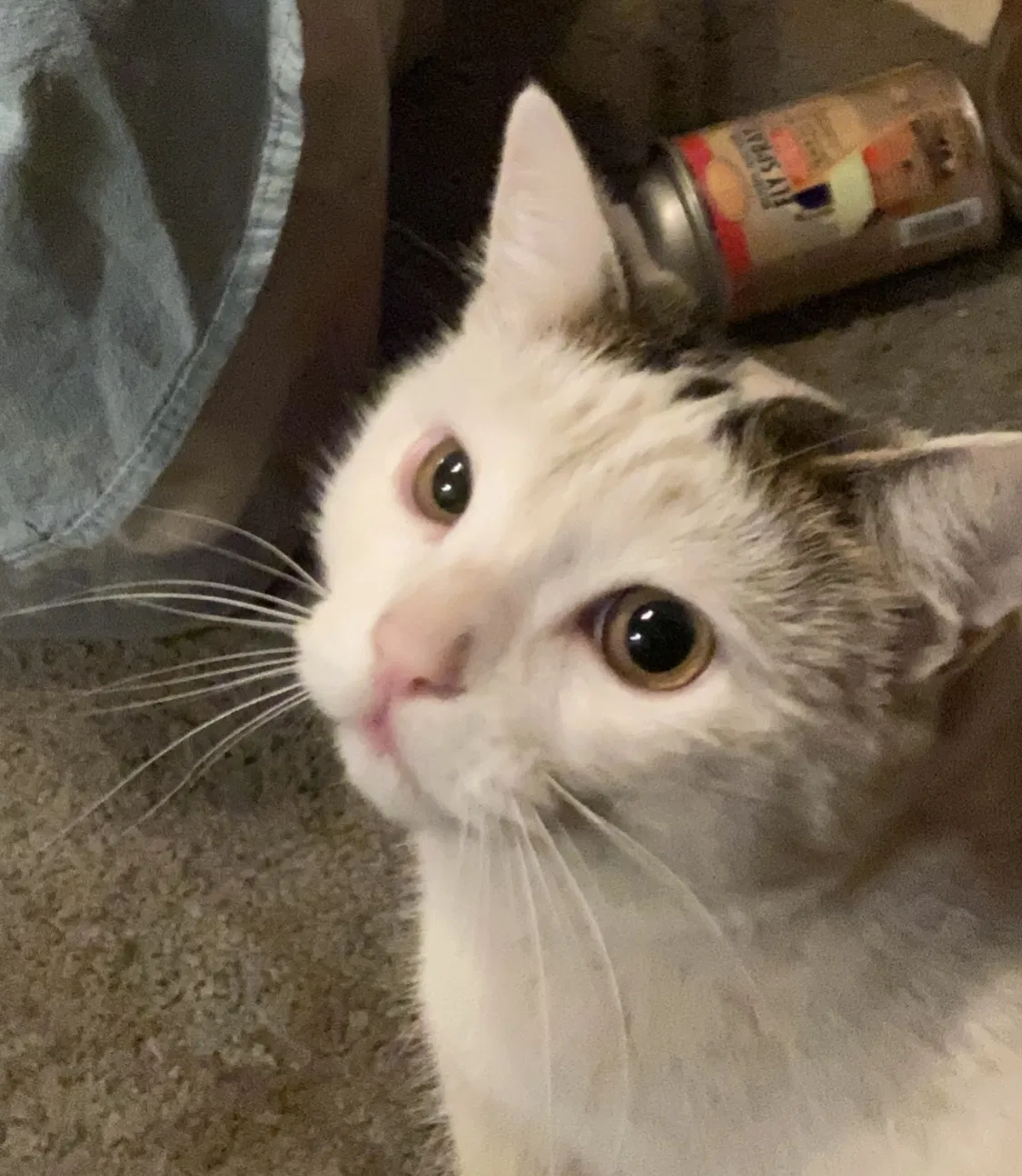 Lost cat in Manteca, CA, 95337