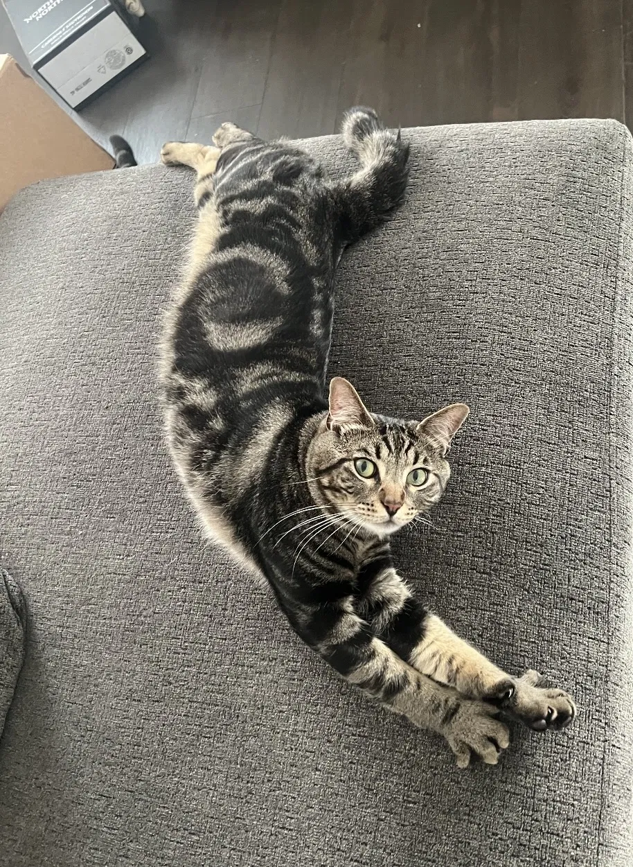 Lost cat in Tacoma, WA, 98465
