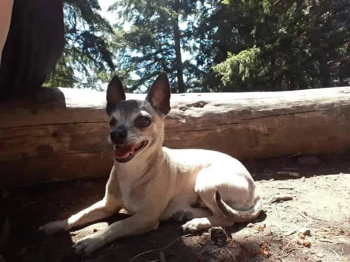 Lost dog in Tenino, WA, 98589