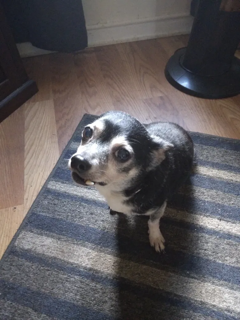 Lost dog in Belleview, FL, 34420