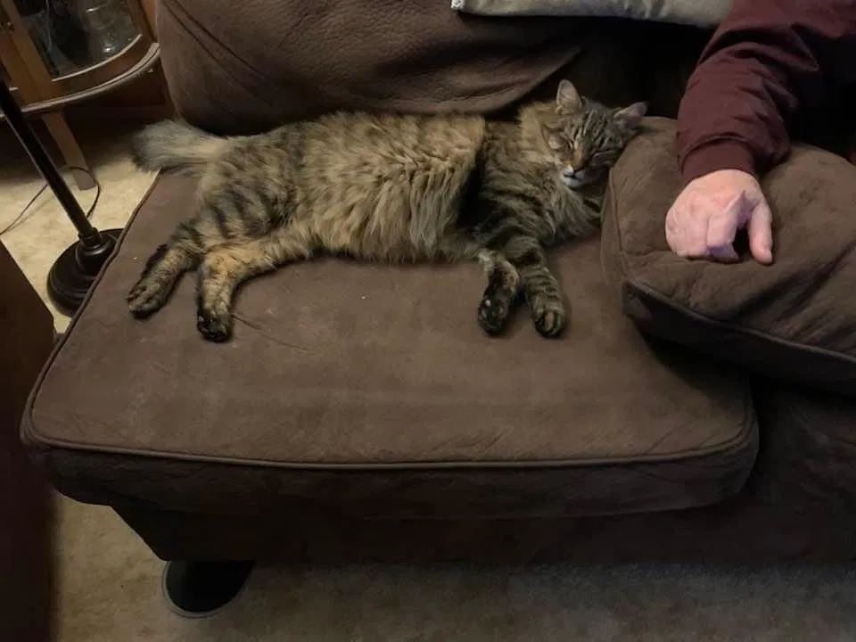 Lost cat in Prineville, OR, 97754