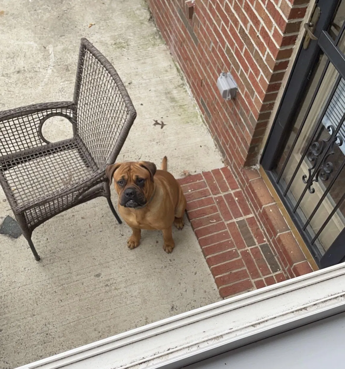 Lost dog in Fayetteville, NC, 28306