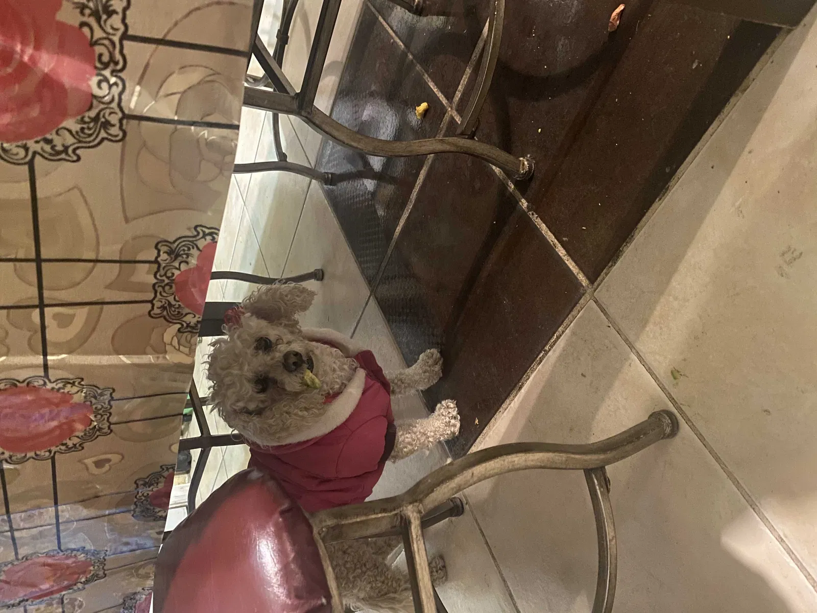 Lost dog in El Paso, TX, 79905