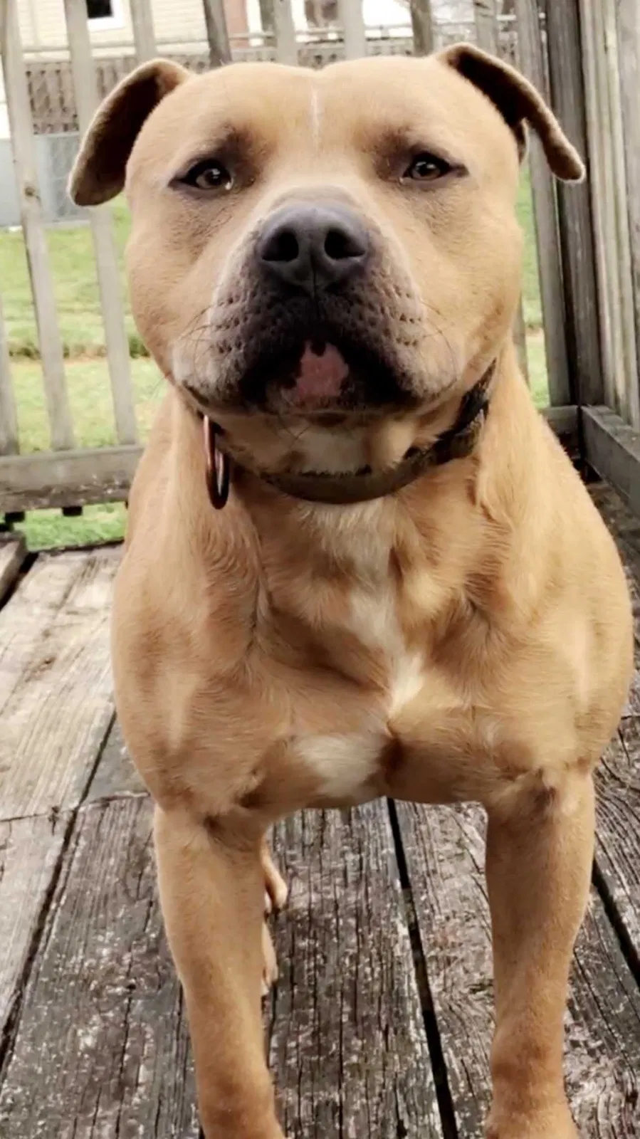 Lost dog in Saint Louis, MO, 63111