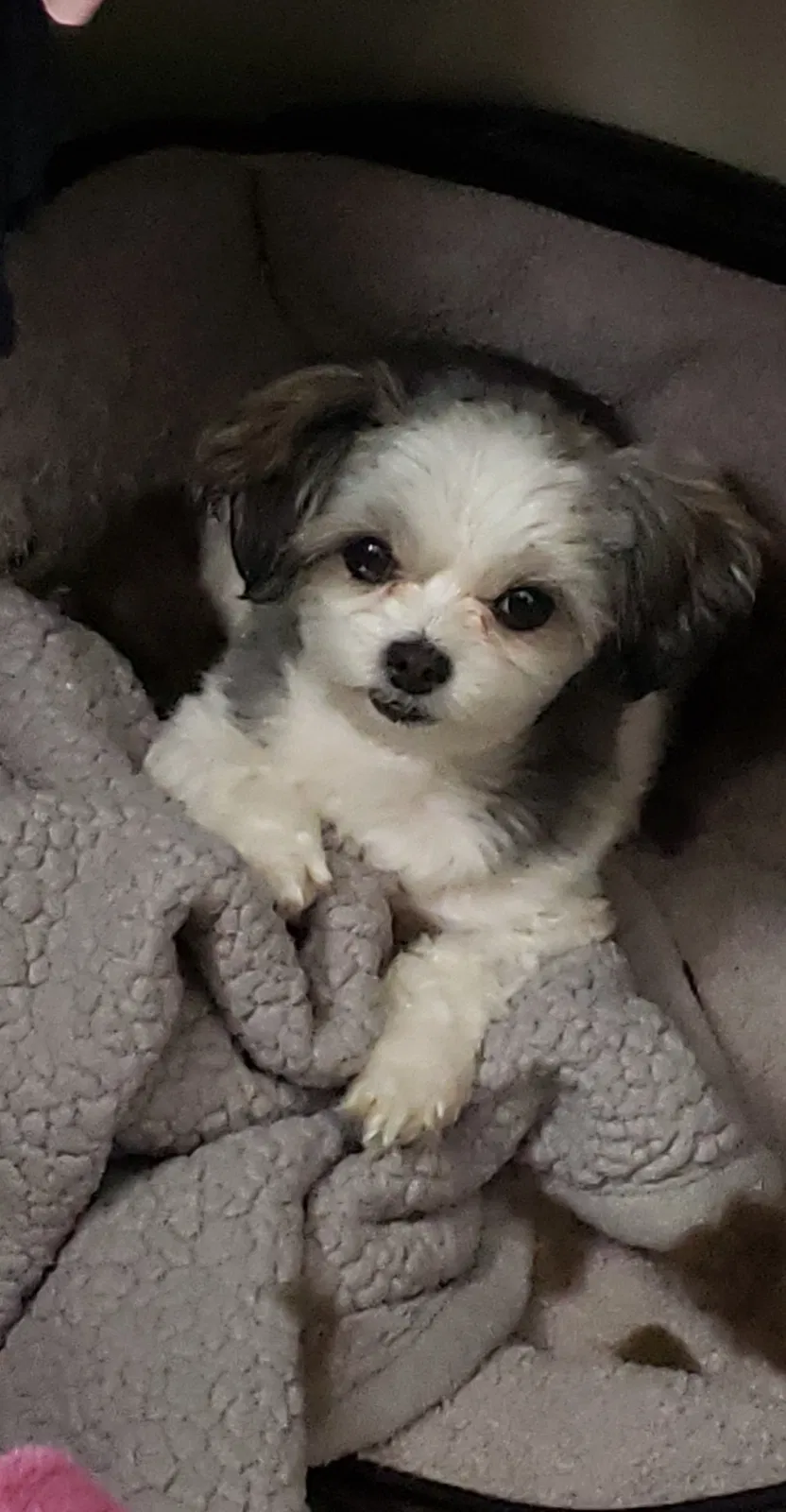 Lost dog in Henderson, NV, 89015