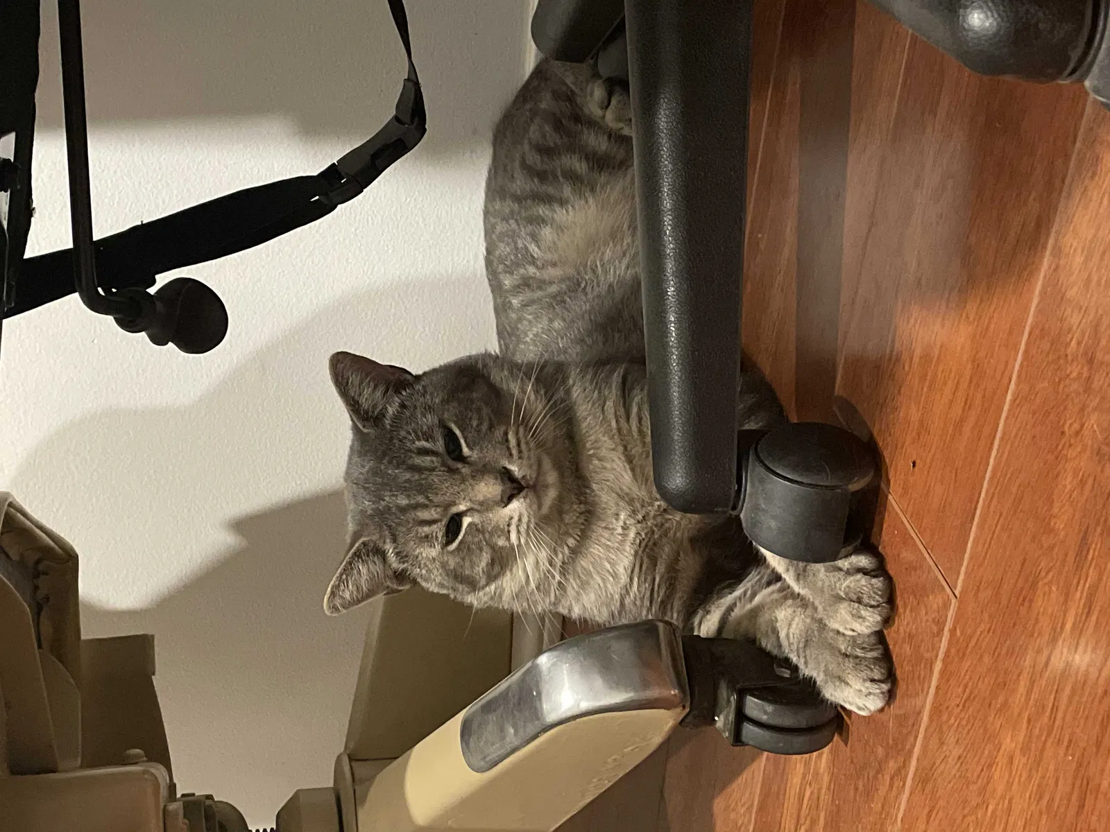 Found cat in Los Angeles, CA, 90026