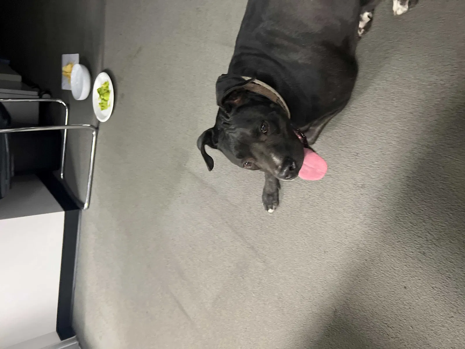 Found dog in Henderson, NV, 89011