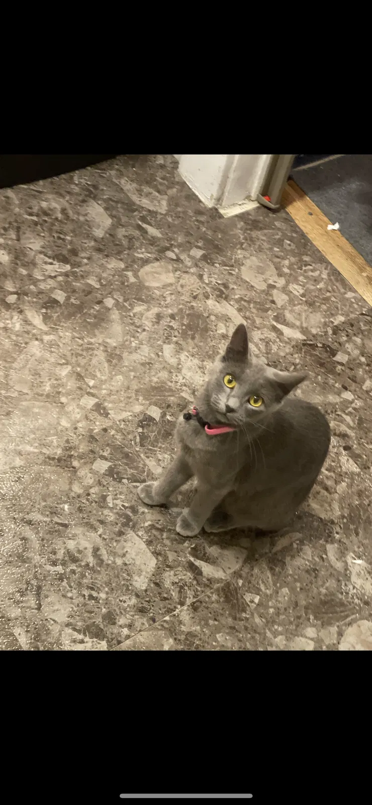Lost cat in Lake Worth, FL, 33462