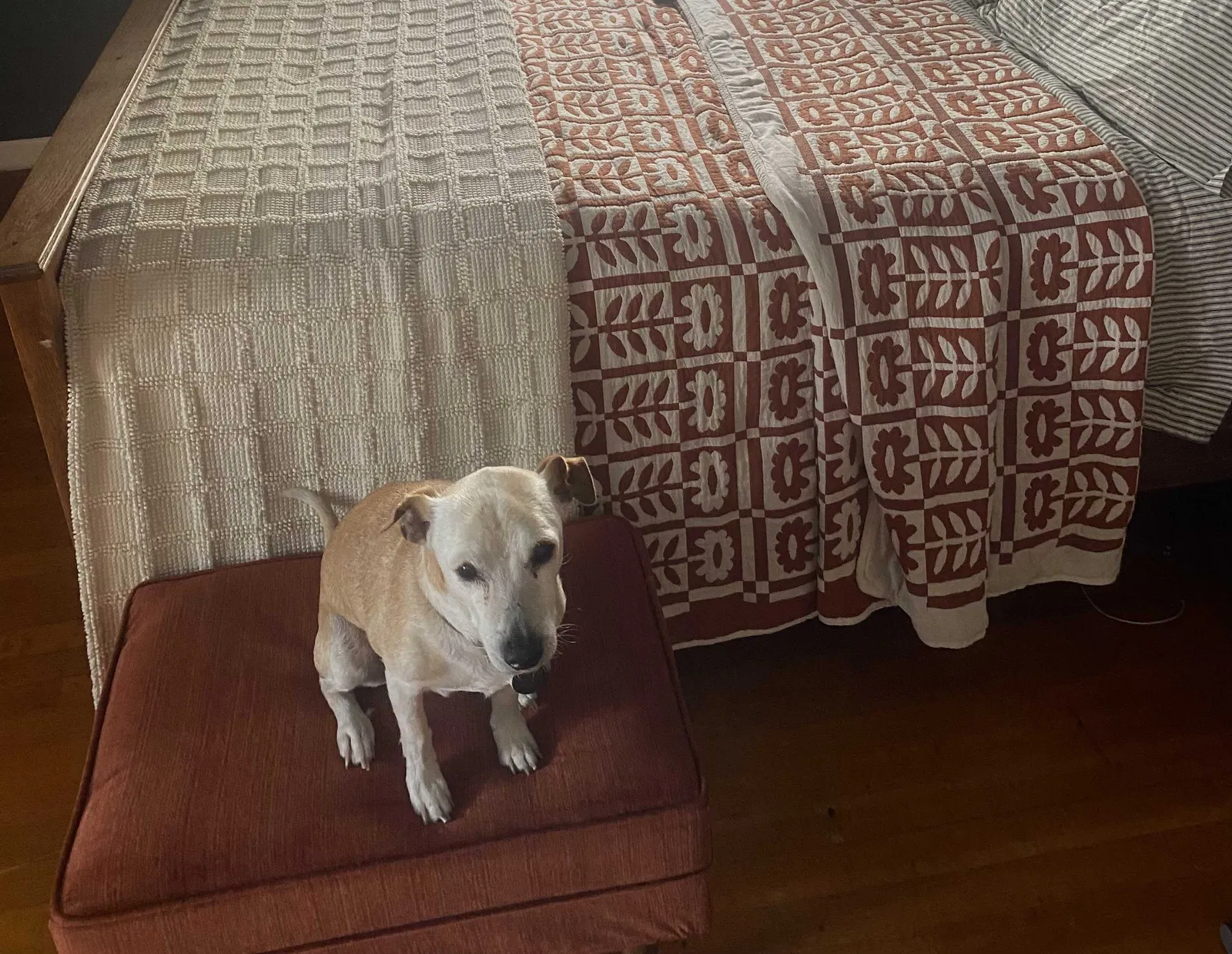Lost dog in Houston, TX, 77074