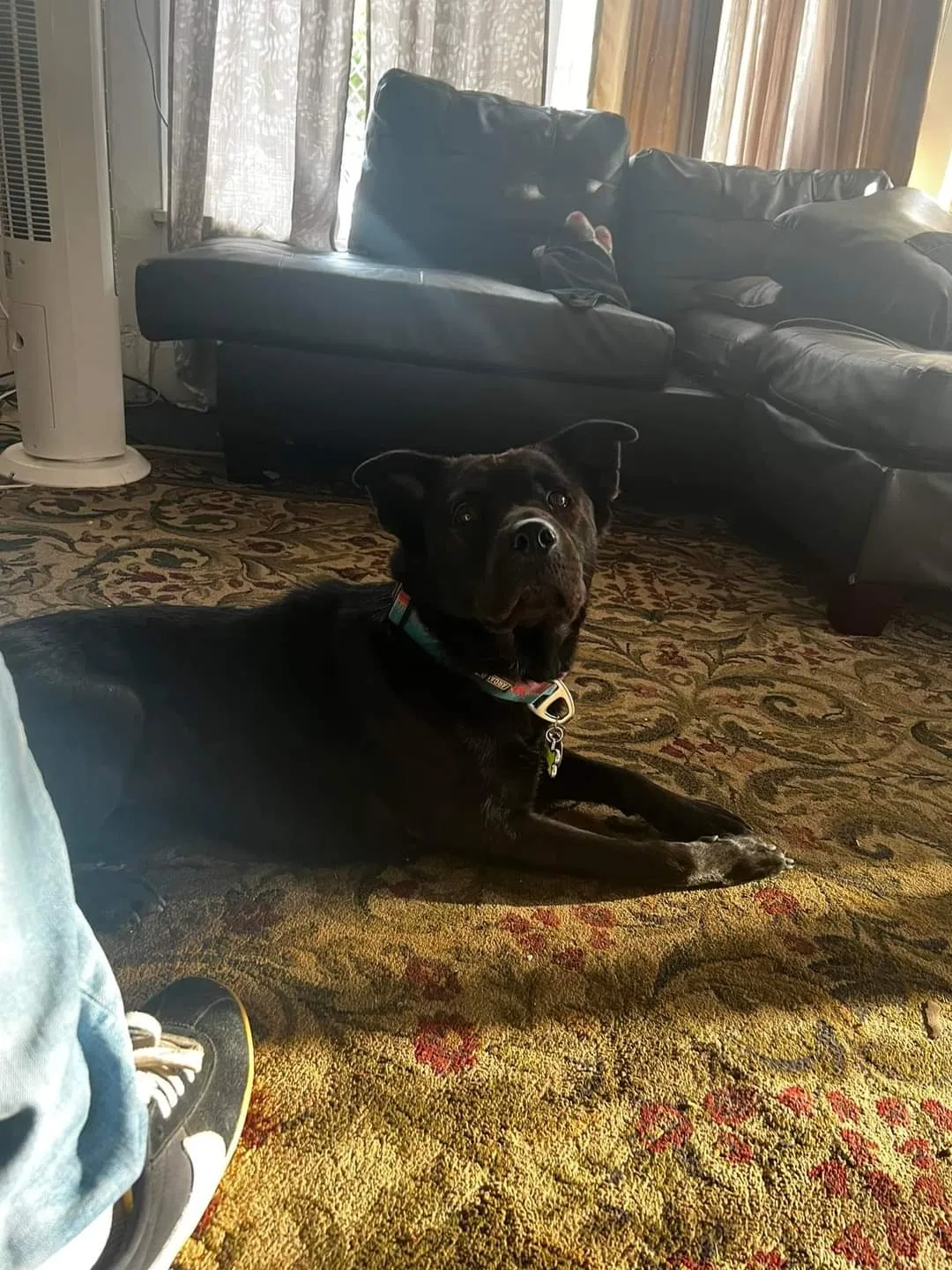 Lost dog in San Diego, CA, 92102