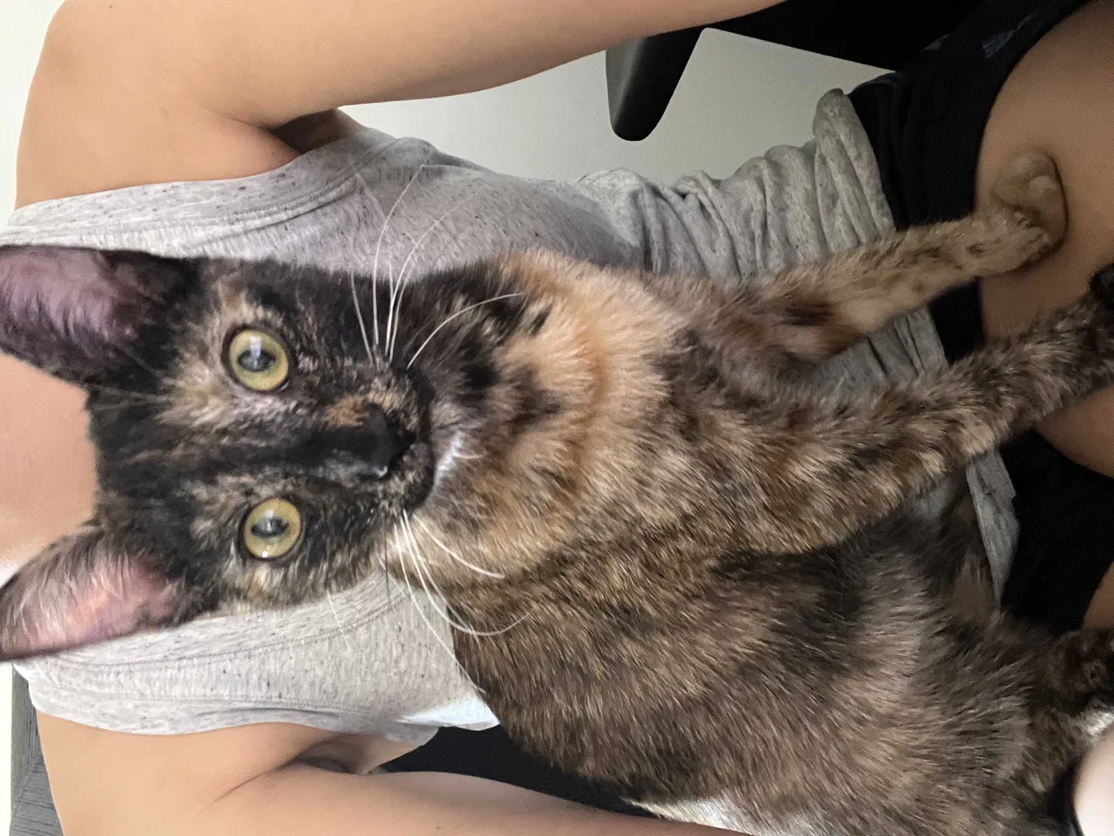 Lost cat in Westminster, CA, 92683