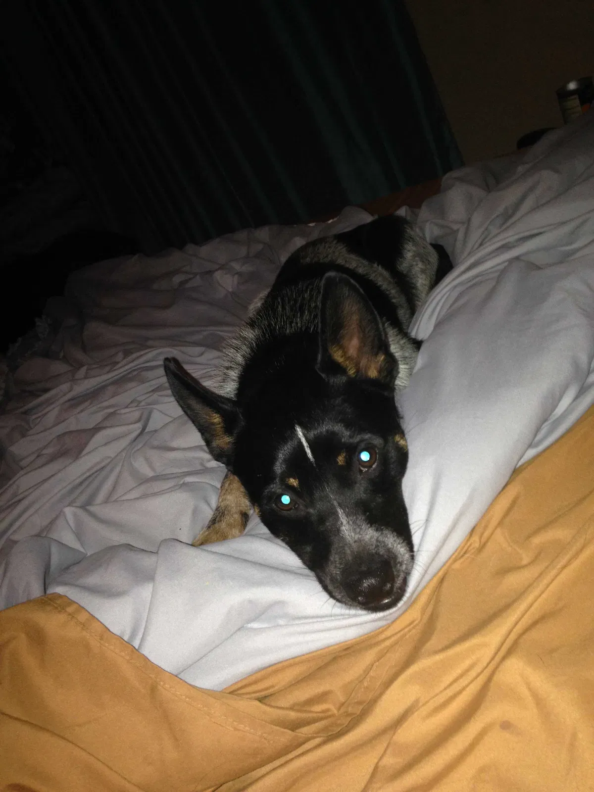 Lost dog in Wolfforth, TX, 79382