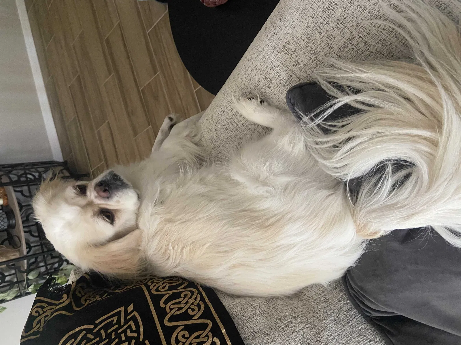 Lost dog in Tucson, AZ, 85742